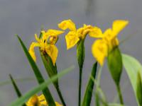 Schwertlilie oder Iris gelb